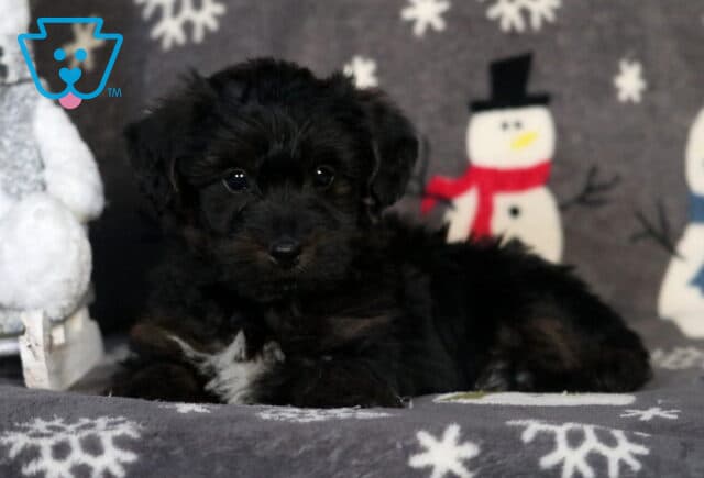 Racco Yorkiepoo image