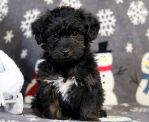 Racco Yorkiepoo2