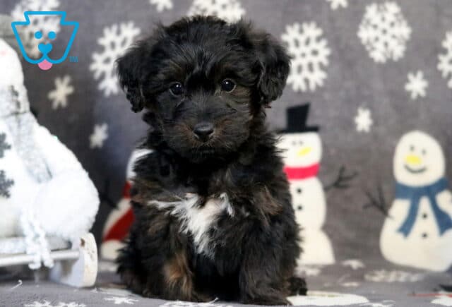 Racco Yorkiepoo2 image