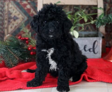 Rain Mini Labradoodle