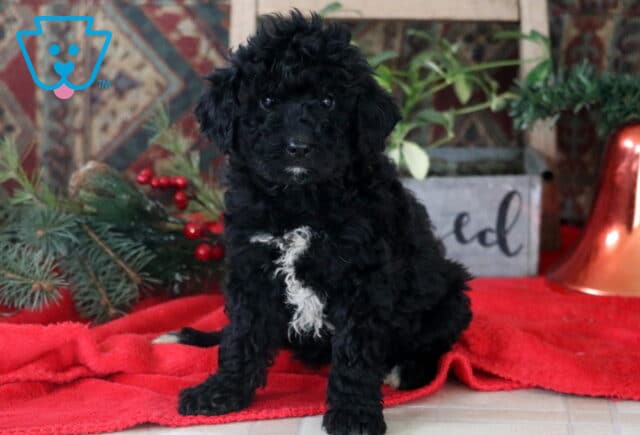 Rain Mini Labradoodle image