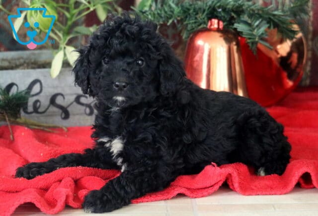 Rain Mini Labradoodle2 image