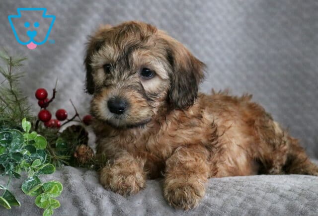 Rain Mini Whoodle image