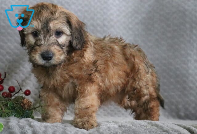 Rain Mini Whoodle2 image