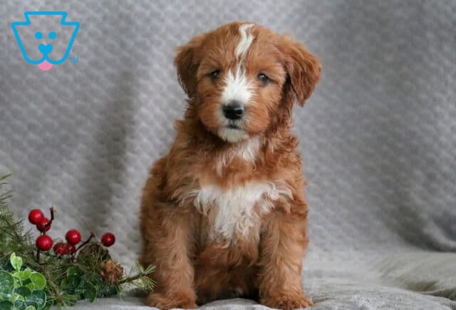 Ranger Mini Whoodle image