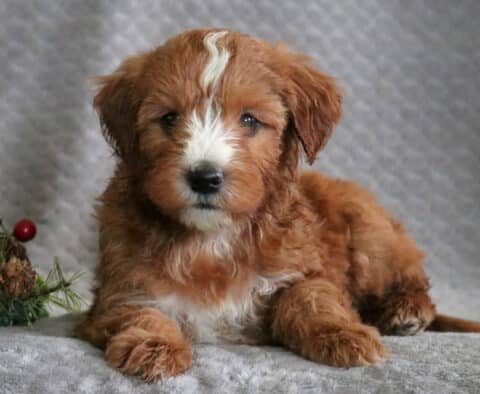 Ranger Mini Whoodle2