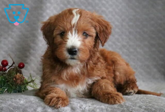 Ranger Mini Whoodle2 image