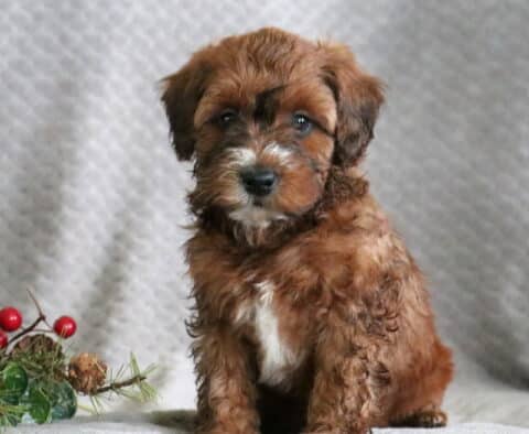 Raspberry Mini Whoodle