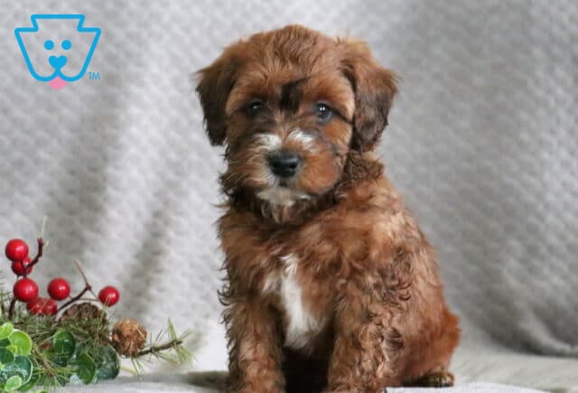 Raspberry Mini Whoodle image