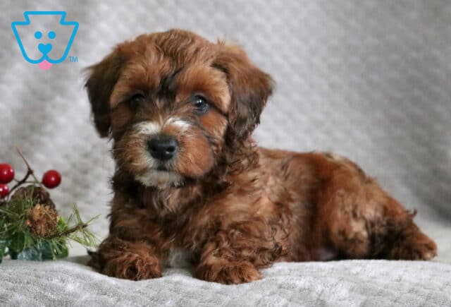 Raspberry Mini Whoodle2 image