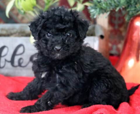 Raven Mini Labradoodle