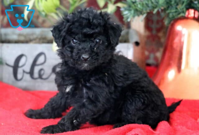 Raven Mini Labradoodle image