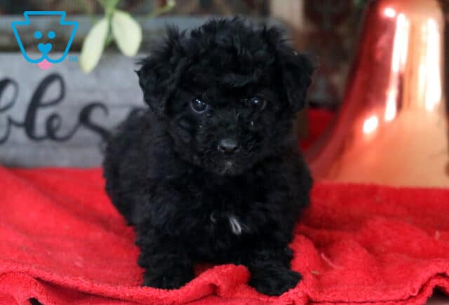 Raven Mini Labradoodle2 image