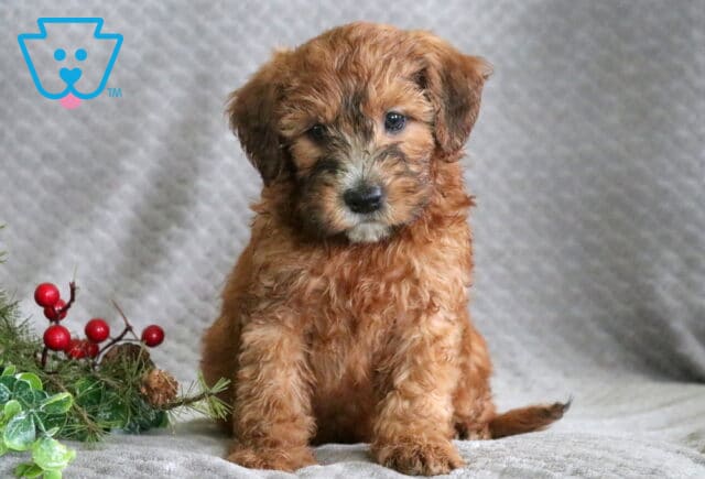 Raz Mini Whoodle image