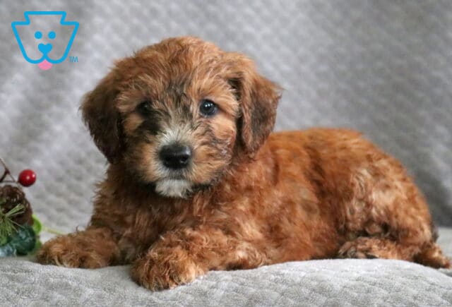 Raz Mini Whoodle2 image