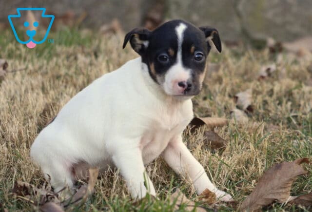 Foxy Russell Terrier puppy with a white coat and black facial markings sitting in dry grass among fallen leaves, looking slightly to the side with a calm, curious expression. image