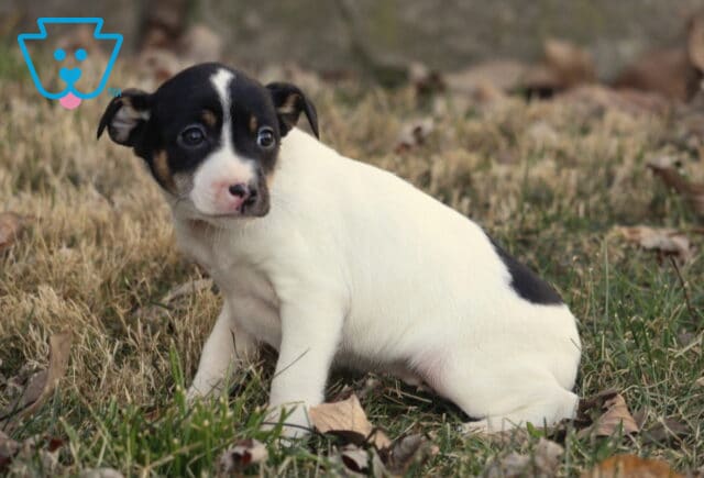 Foxy Russell Terrier puppy with a mostly white coat and black markings sitting in dry grass with fallen leaves, looking off to the side with a gentle, curious expression. image