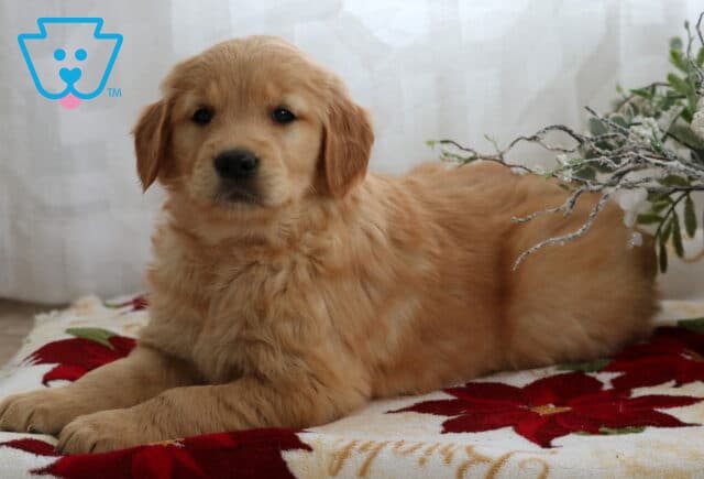 Reeses Golden2 image