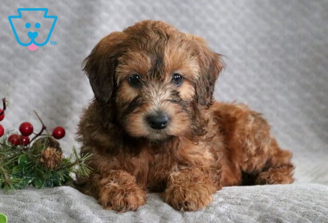 Reeses Mini Whoodle image