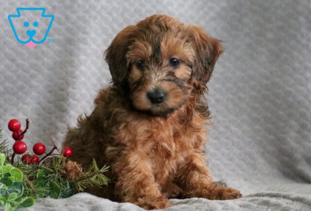 Reeses Mini Whoodle2 image