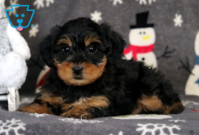 Reggi Yorkiepoo image