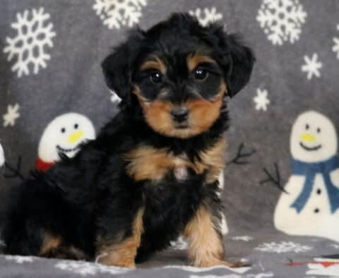 Reggi Yorkiepoo2