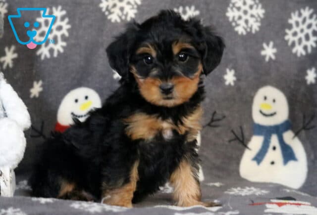 Reggi Yorkiepoo2 image