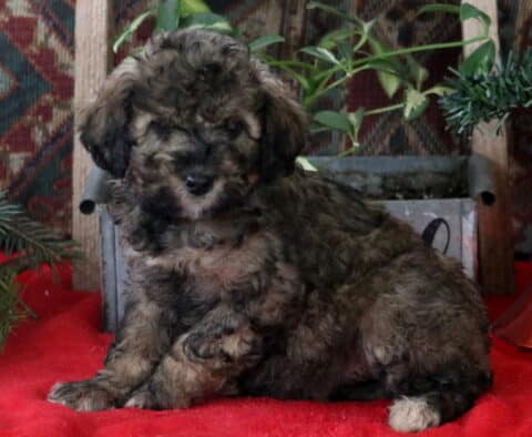 Ressie Mini Labradoodle