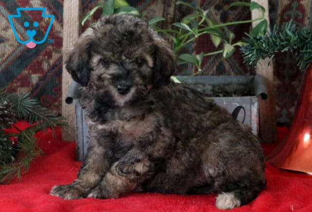 Ressie Mini Labradoodle image