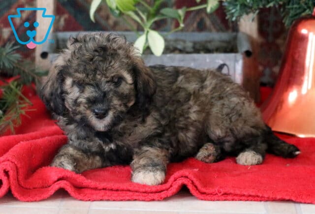 Ressie Mini Labradoodle2 image