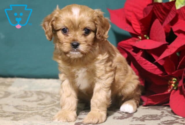 Ricky Cavapoo image