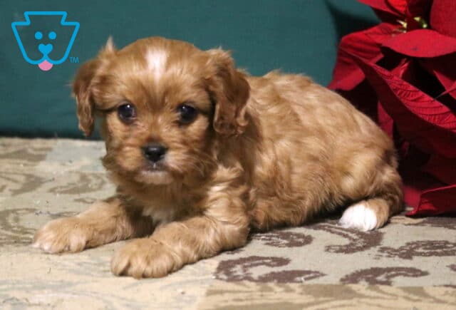 Ricky Cavapoo2 image