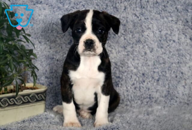 Riggs Boston Mix image