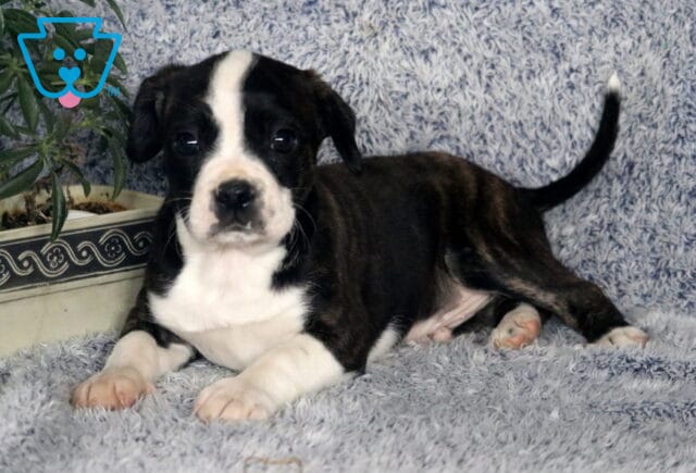 Riggs Boston Mix2 image