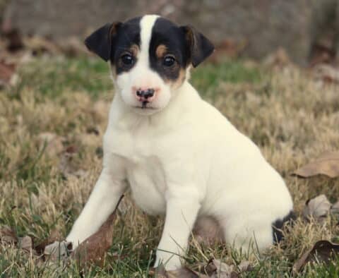 Foxy Russell Terrier puppy with a white coat and black-and-tan facial markings sitting in dry grass outdoors, looking directly at the camera.