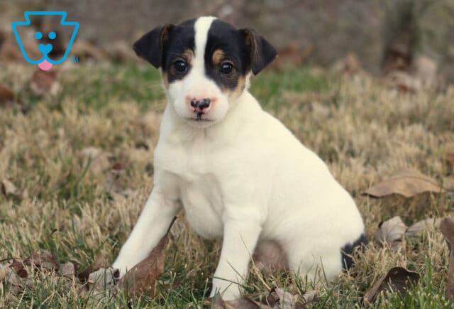 Foxy Russell Terrier puppy with a white coat and black-and-tan facial markings sitting in dry grass outdoors, looking directly at the camera. image
