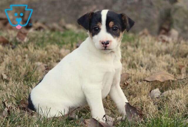 Foxy Russell Terrier puppy with a white coat and black-and-tan face sitting in dry grass outdoors, ears perked and looking toward the camera. image