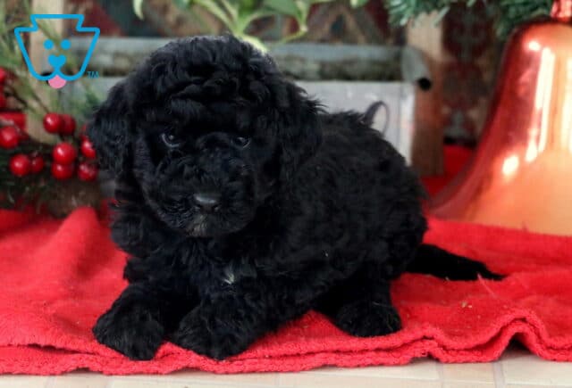 Riggs Mini Labradoodle image