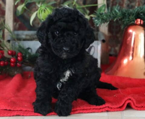 Riggs Mini Labradoodle2