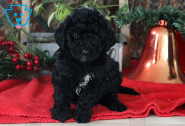 Riggs Mini Labradoodle2 image