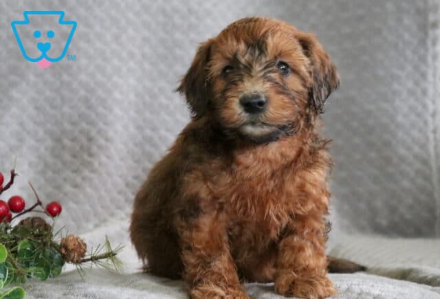 Ringo Mini Whoodle image