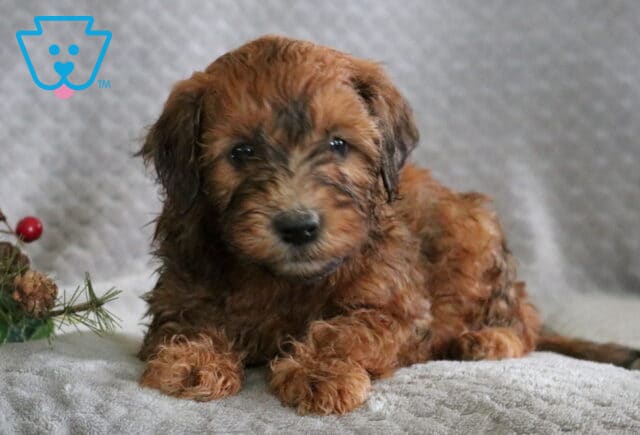 Ringo Mini Whoodle2 image