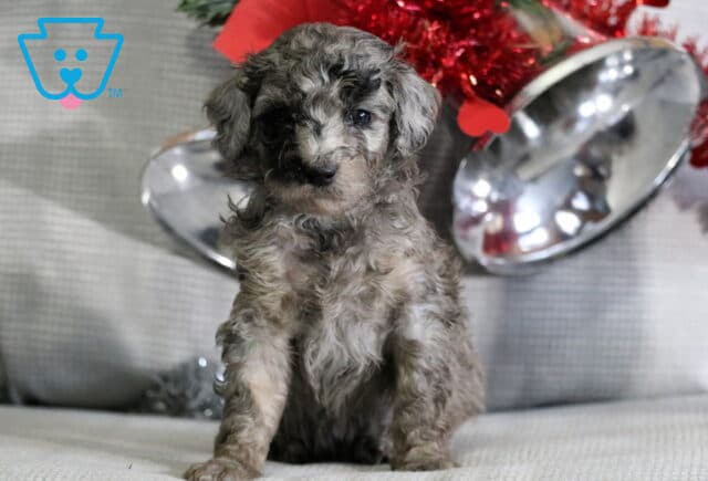 River Mini Goldendoodle image