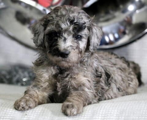 River Mini Goldendoodle2