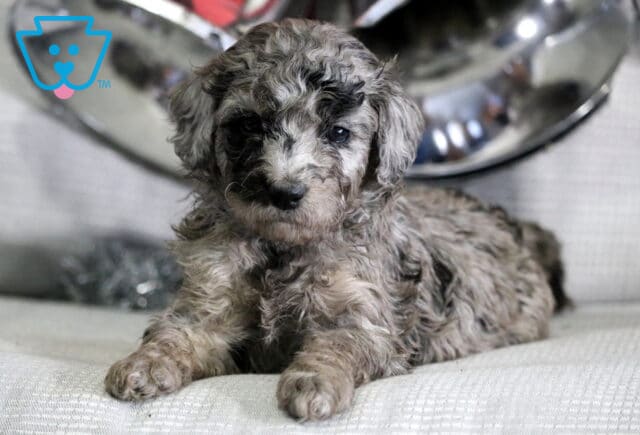 River Mini Goldendoodle2 image