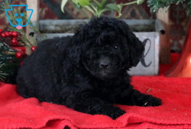 River Mini Labradoodle image