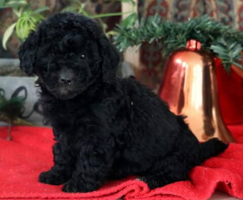 River Mini Labradoodle2