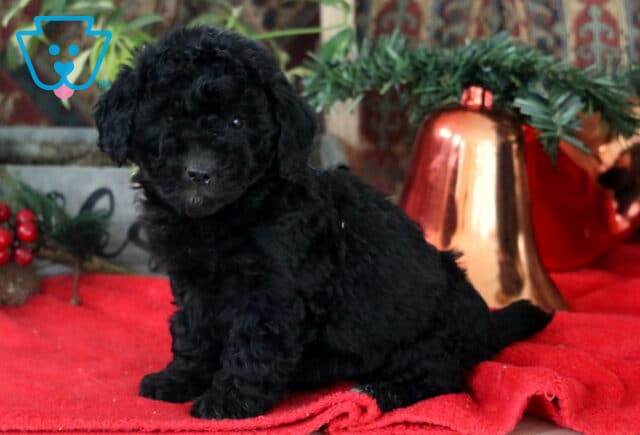 River Mini Labradoodle2 image