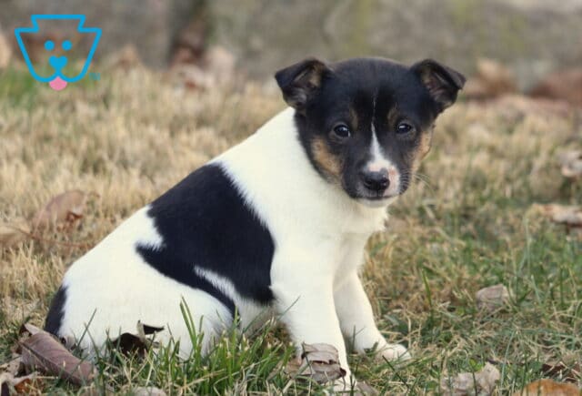 Foxy Russell Terrier puppy with a white coat and large black patch on its side sitting in grass with fallen leaves, looking toward the camera with a gentle, curious expression. image