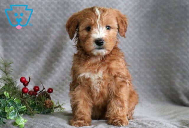 Rolo Mini Whoodle image